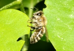 Junge Honigbiene
 (Bild: Steffen Remmel, 30.04.2009)