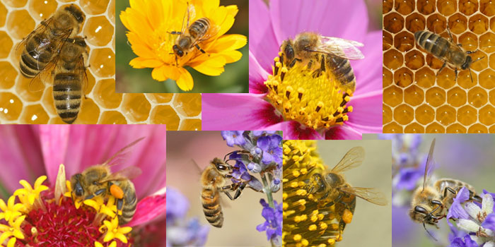 Collage Honigbiene (Bilder: Steffen Remmel)