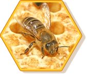 Honigbiene im Profil