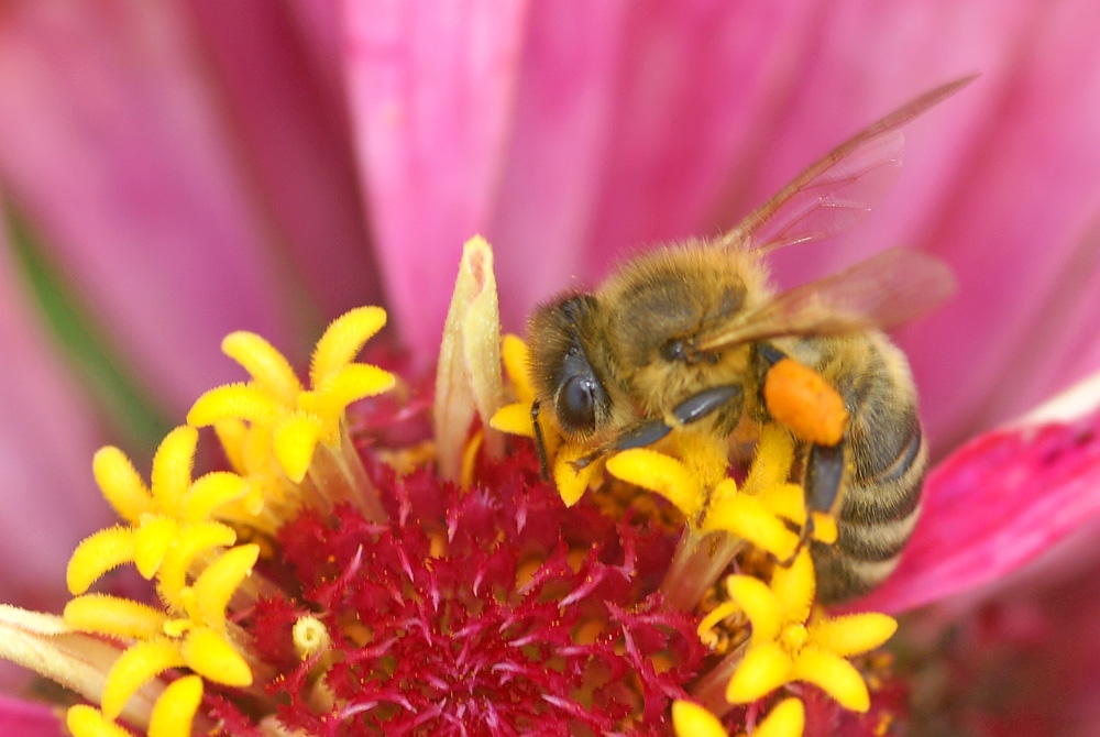 Biene mit gefüllten Pollenhöschen beim Nektar und Pollen sammeln (Bild: Steffen Remmel, hb_foto_0005.jpg)