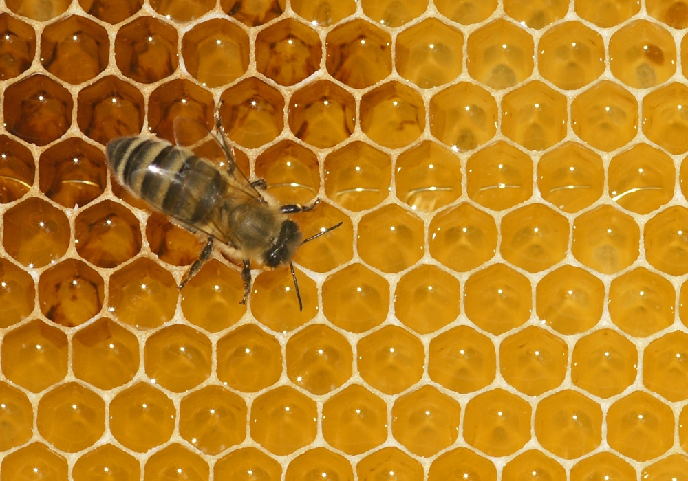 Honigwabe mit Biene (Bild: Steffen Remmel, hb_foto_0007.jpg)