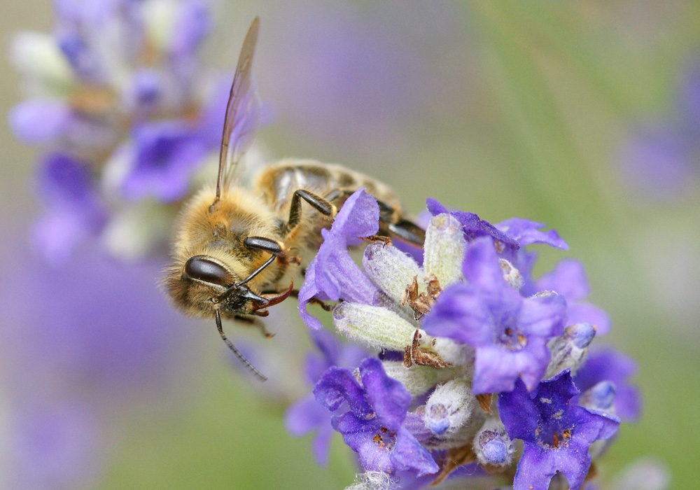 Biene besucht Lavendelblühten (Bild: Steffen Remmel, hb_foto_0010.jpg)