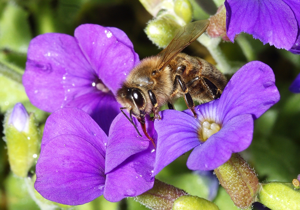 Honigbiene beim Wasser sammeln (Bild: Steffen Remmel, hb_foto_0027.jpg)