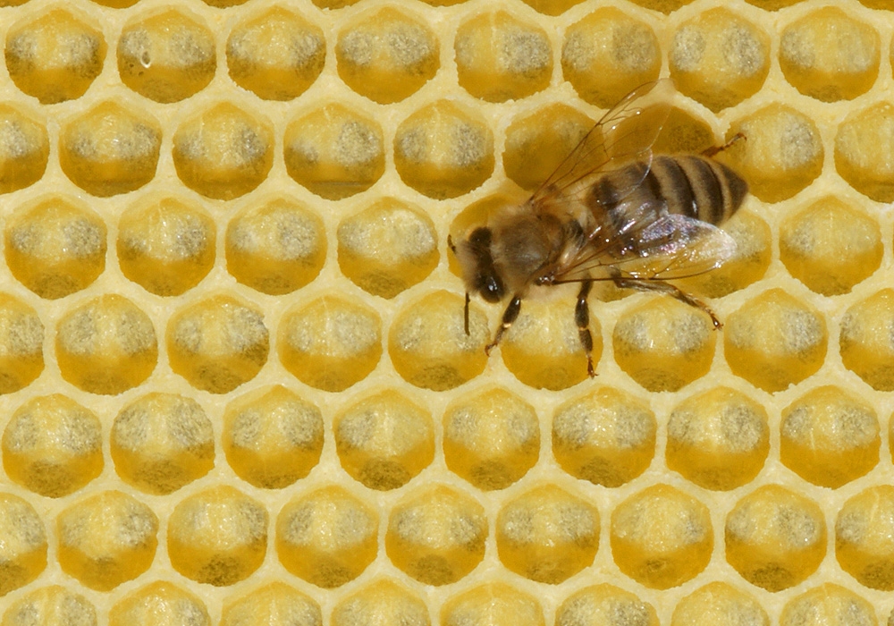 Frisch ausgebaute Wabe mit Biene (Bild: Steffen Remmel, hb_foto_0039.jpg)