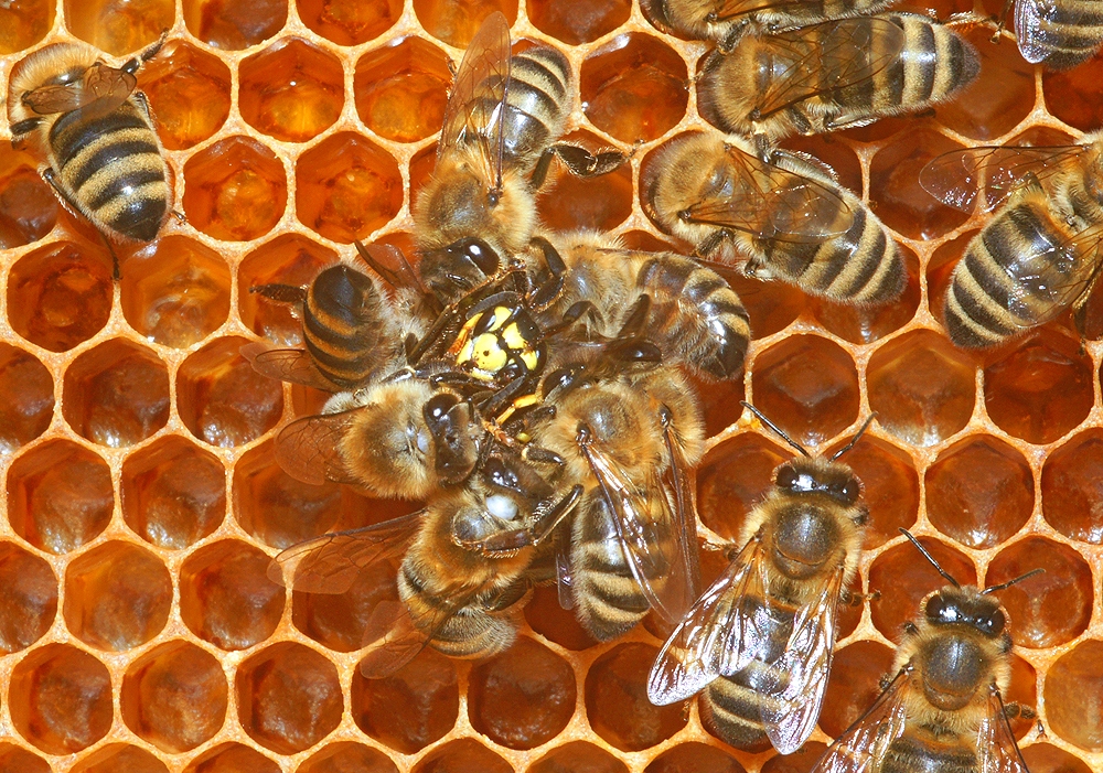 Bienen attackieren eine Wespe (Bild: Steffen Remmel, hb_foto_0076.jpg)