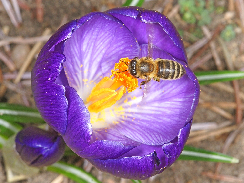 Anflug auf den Frühlings-Krokus (Bild: Steffen Remmel, hb_foto_0099.jpg)