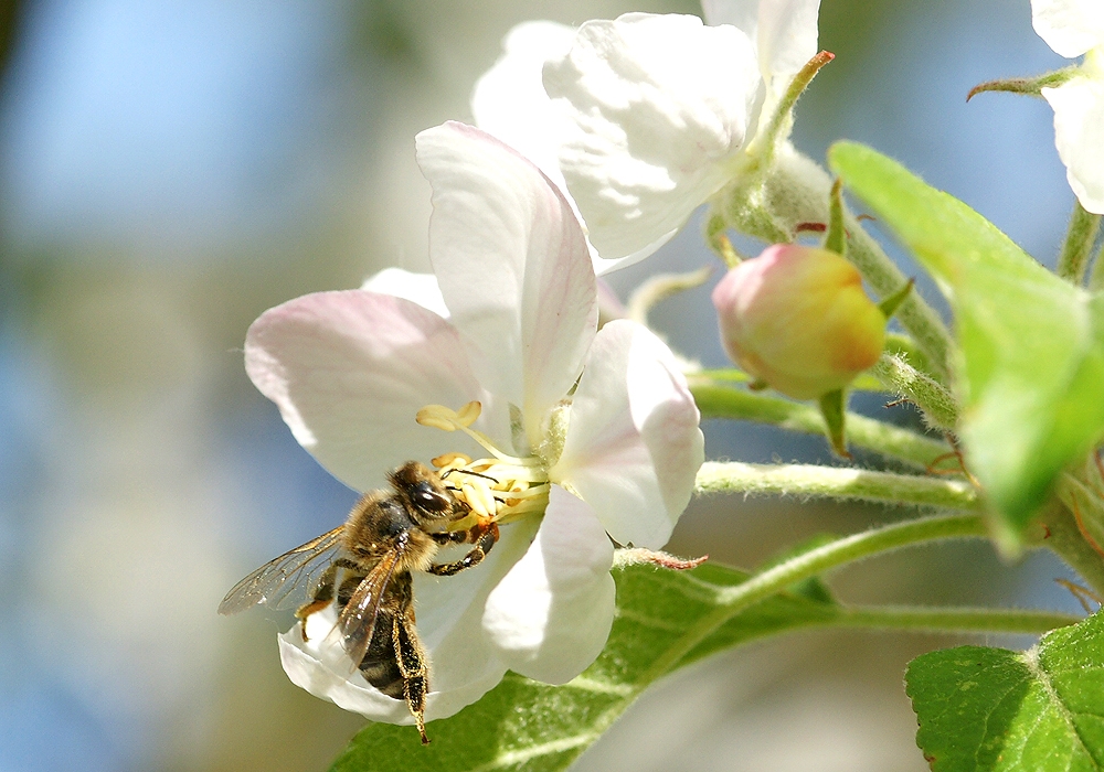 Apfelblüte trifft Honigbiene (Bild: Steffen Remmel, hb_foto_0104.jpg)
