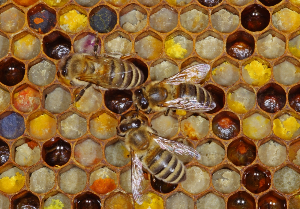 Pollenwabe mit überwiegend Brombeer-Pollen (Bild: Steffen Remmel, hb_foto_0124.jpg)
