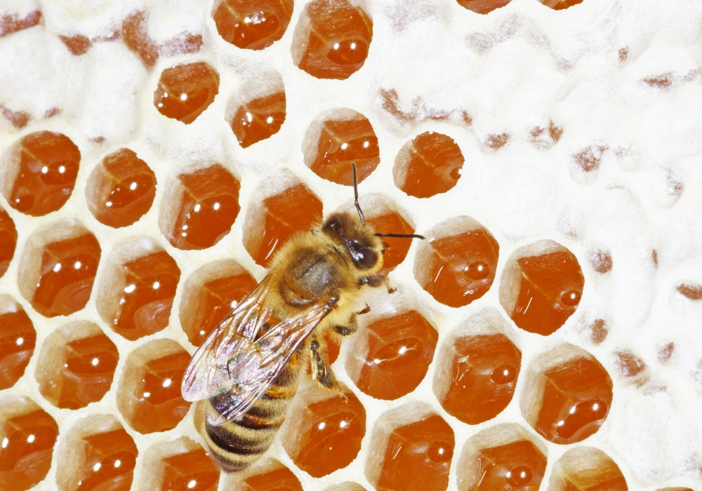 Aktive Honigreifung, Honigeintrag (Bild: Steffen Remmel, hb_foto_0126.jpg)