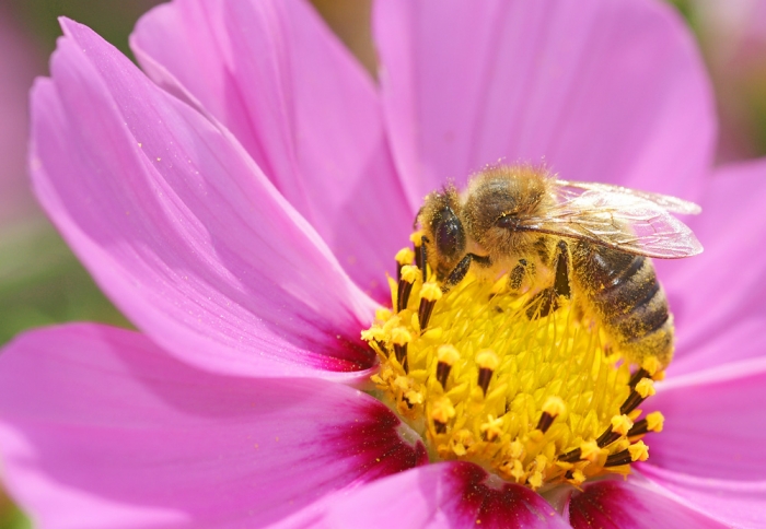 Biene beim Nektar sammeln (Bild: Steffen Remmel, hb_foto_0001.jpg)