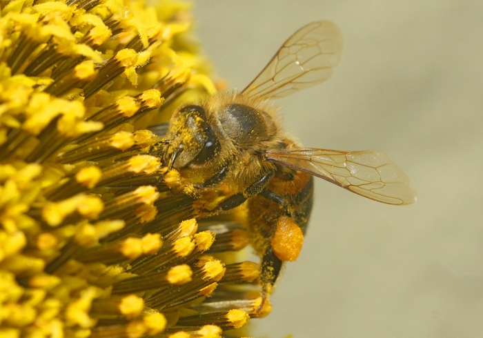 Biene besucht eine Sonnenblume (Bild: Steffen Remmel, hb_foto_0002.jpg)
