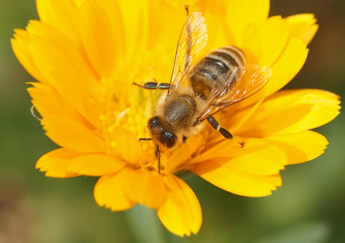 Biene beim Nektar sammeln (Bild: Steffen Remmel, hb_foto_0003.jpg)
