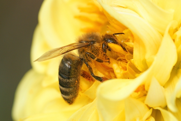 Biene beim Nektar und Pollen sammeln. (Bild: Steffen Remmel, hb_foto_0004.jpg)