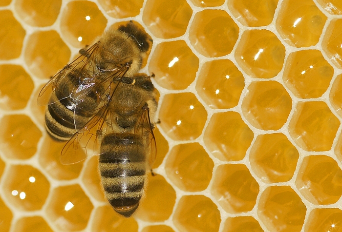 mmhh, ... der Honig schmeckt (Bild: Steffen Remmel, hb_foto_0008.jpg)
