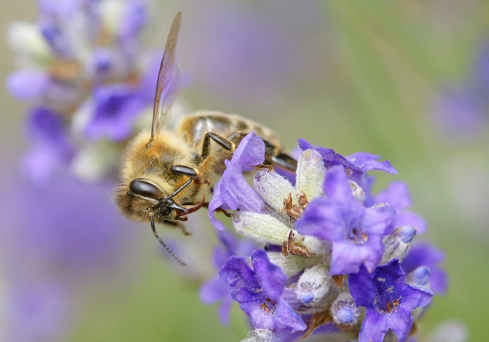 Biene besucht Lavendelblühten (Bild: Steffen Remmel, hb_foto_0010.jpg)