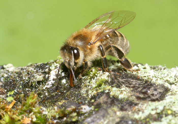 Biene beim Wasser holen (Bild: Steffen Remmel, hb_foto_0011.jpg)