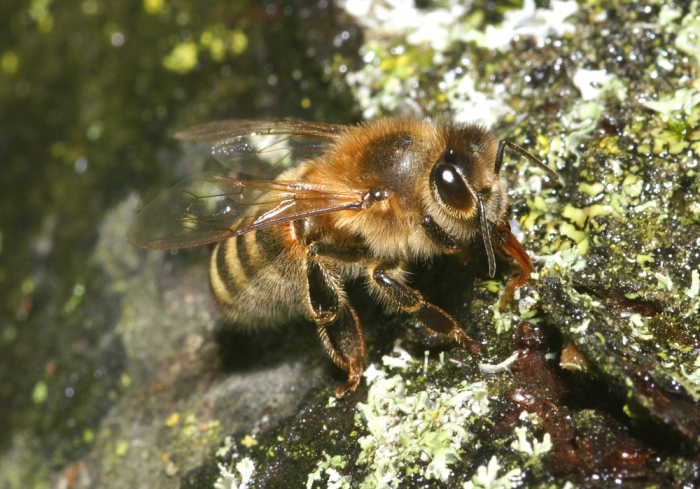 Biene beim Wasser holen (Bild: Steffen Remmel, hb_foto_0016.jpg)