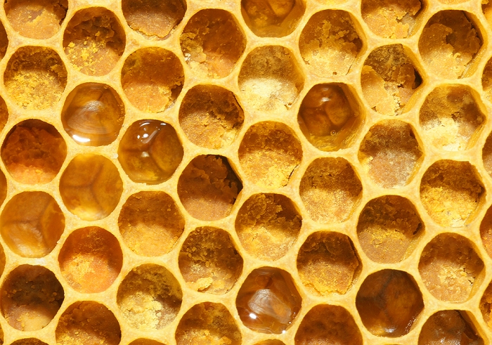 Wabe gefüllt mit Pollen  (Bild: Steffen Remmel, hb_foto_0023.jpg)