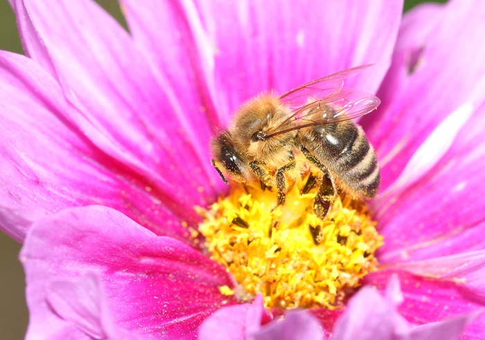 Honigbiene beim Nektar und Pollen sammeln. (Bild: Steffen Remmel, hb_foto_0026.jpg)