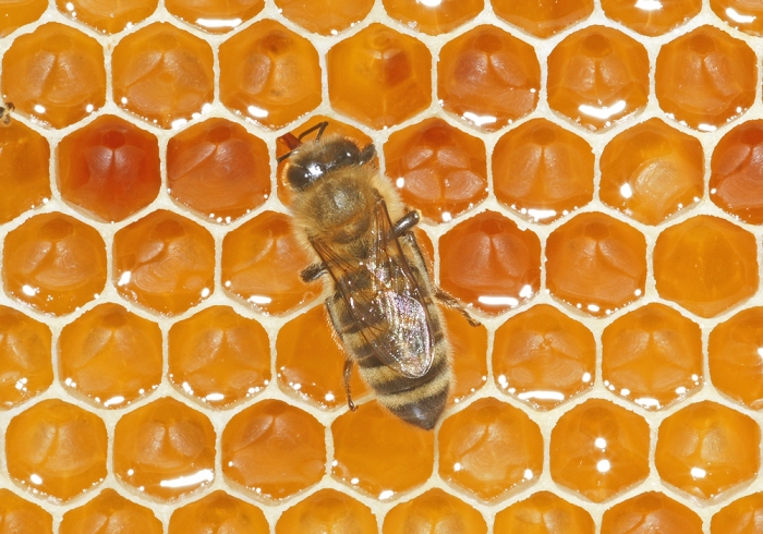 Honigkontrolle (Bild: Steffen Remmel, hb_foto_0065.jpg)