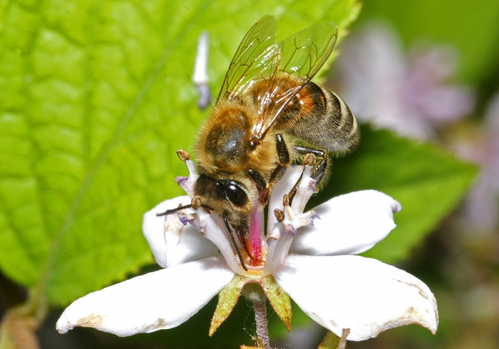 Biene beim Nektar sammeln (Bild: Steffen Remmel, hb_foto_0072.jpg)