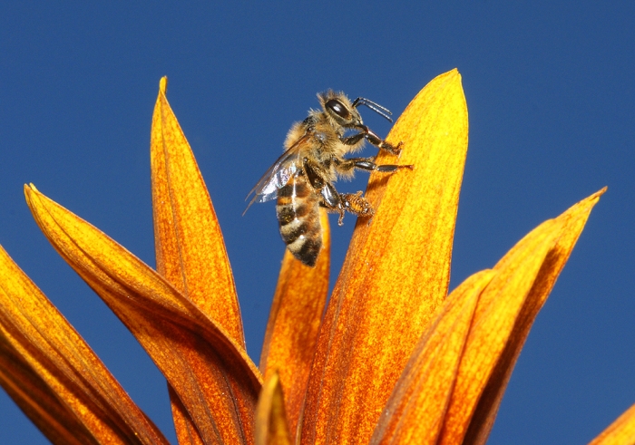 Honigbiene ruht sich in der Spätsommersonne aus. (Bild: Steffen Remmel, hb_foto_0081.jpg)