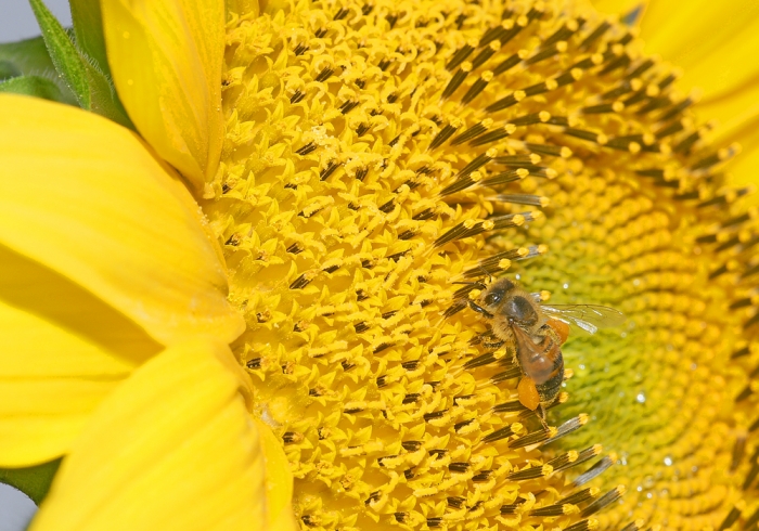 Honigbiene sammelt auf einer Sonnenblume Nektar und Pollen (Bild: Steffen Remmel, hb_foto_0091.jpg)