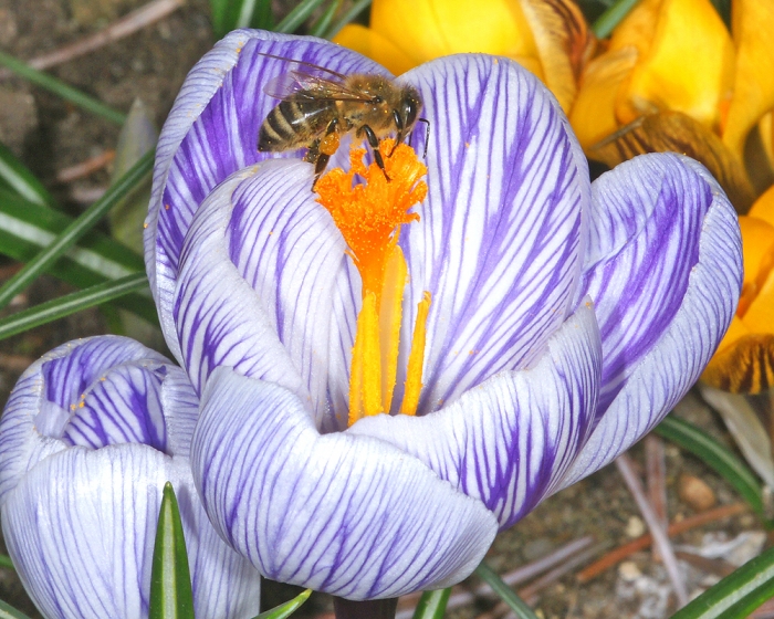 Honigbiene & Frühlings-Krokos (Bild: Steffen Remmel, hb_foto_0095.jpg)