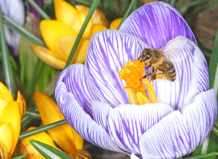 Vollbeladen mit Pollen vom Frühlings-Krokus (Bild: Steffen Remmel, hb_foto_0096.jpg)