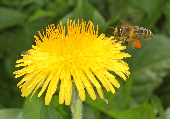 Honigbiene im Anflug auf Löwenzahnblühte (Bild: Steffen Remmel, hb_foto_0101.jpg)