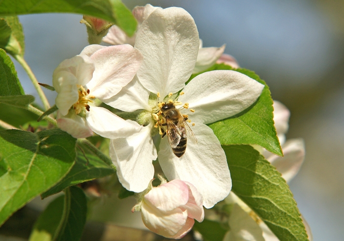 Apfelblühte trifft Honigbiene (Bild: Steffen Remmel, hb_foto_0105.jpg)