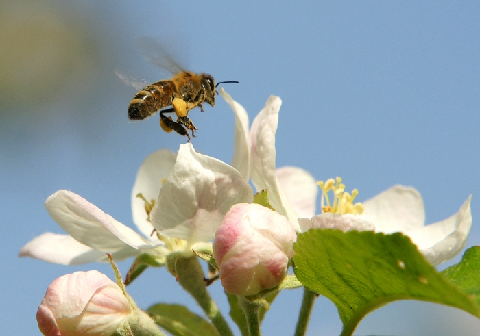 Honigbiene im Anflug auf eine Apfelblüte (Bild: Steffen Remmel, hb_foto_0106.jpg)