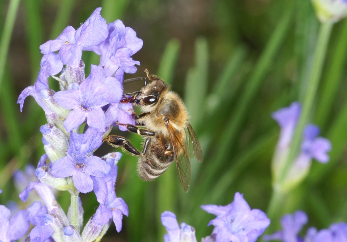 Honigbiene auf einer Lavendelblüte (Bild: Steffen Remmel, hb_foto_0114.jpg)