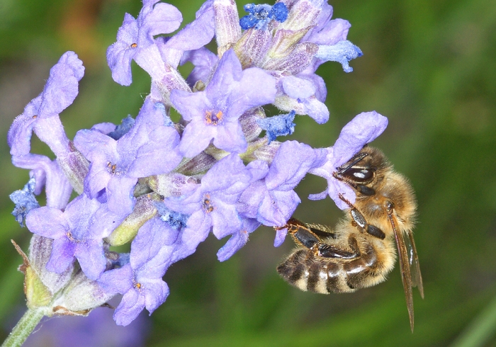 Honigbiene auf einer Lavendelblüte (Bild: Steffen Remmel, hb_foto_0115.jpg)
