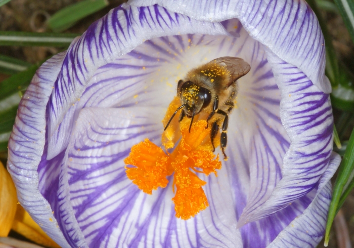 Krokus wichtiger Pollenlieferant (Bild: Steffen Remmel, hb_foto_0117.jpg)