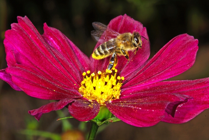Honigbiene besucht eine Fiederblättriges Schmuckkörbchen (Bild: Steffen Remmel, hb_foto_0131.jpg)
