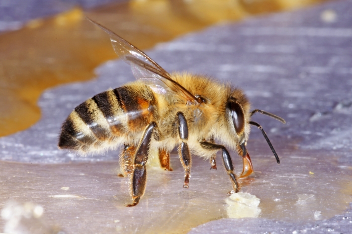 Honigbiene beim Honig naschen, ....  (Bild: Steffen Remmel, hb_foto_0133.jpg)