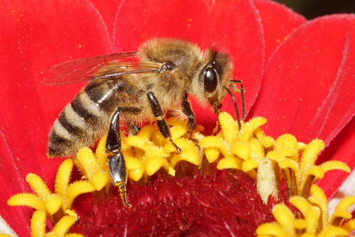 Honigbiene im Profil auf einer Blüte (Bild: Steffen Remmel, hb_foto_0139.jpg)