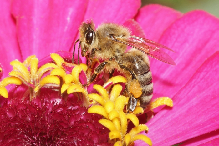 Honigbiene im Profil auf einer Blüte (Bild: Steffen Remmel, hb_foto_0140.jpg)