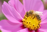 Biene beim Nektar sammeln (Bild: Steffen Remmel, 31.08.2008), Auf einer Blüte des "Fiederblättriges Schmuckkörbchen" sammelt die Biene Nektar. Das "Fiederblättriges Schmuckkörbchen" blüht von Juli bis September.
