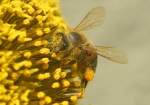 Biene besucht eine Sonnenblume (Bild: Steffen Remmel, 17.08.2008), Biene beim Nektar und Pollen sammeln. Gut zu sehen ist das die Biene ein gut gefülltes Pollenhöschen an ihren Hinterbeinen hat. 




