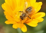 Biene beim Nektar sammeln (Bild: Steffen Remmel, 31.08.2008), Auf einer Blüte einer "Garten-Ringelblume" sammelt die Biene Nektar. Die "Garten-Ringelblume" blüht von Juni bis September.

