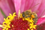 Biene mit gefüllten Pollenhöschen beim Nektar und Pollen sammeln (Bild: Steffen Remmel, 14.08.2008), Aufnahme entstand auf einer Blumenwiese.






















































