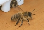 Bild: 6: Wächterbiene bei der Arbeit vom 2008-08-10