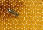 Honigwabe mit Biene (Bild: Steffen Remmel, 15.06.2008), Der frisch eingelagerter Honig.
