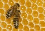 Bild: 8: mmhh, ... der Honig schmeckt vom 2008-06-18