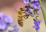 Bild: 9: Biene besucht Lavendelblühten vom 2008-06-21
