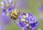 Biene besucht Lavendelblühten (Bild: Steffen Remmel, 21.06.2008), Angelockt von dem Duft des Lavendel (blüht von Juli bis September) sammelt die Honigbiene Nektar für den Wintervorrat.