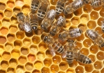 Frühjahrarbeiten im Bienenstock (Bild: Steffen Remmel, 05.04.2009), Im Frühjahr erwacht das Leben im Bienenstock. Die Honigbiene ist  emsig dabei Pollen einzutragen und die Waben für die kommende Bienengeneration vorzubereiten. Auf dem Bild erkennt man gut die gefüllten Waben mit frischen Pollen. 

