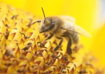 Biene & Sonnenblume (Bild: Steffen Remmel, 11.08.2008), Honigbiene beim Sammeln von Nektar und Pollen auf einer Sonnenblume.